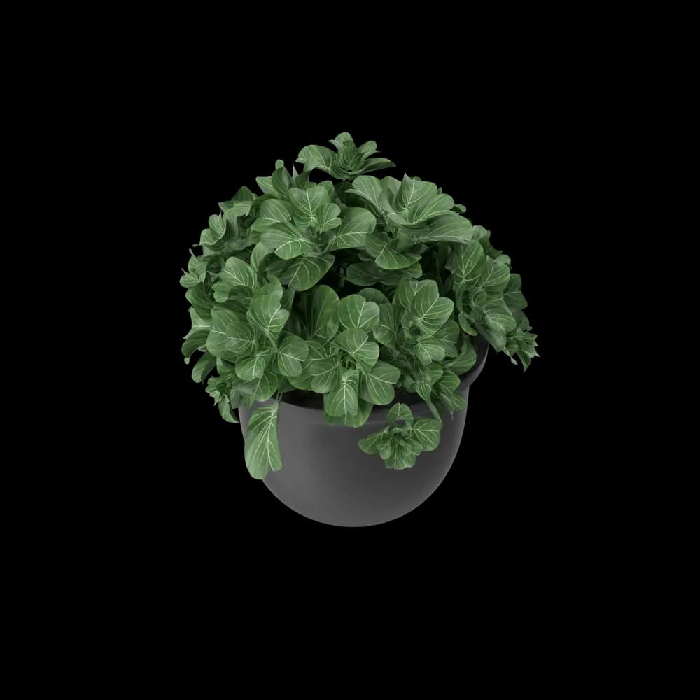 Plant Pot thumbnail 4