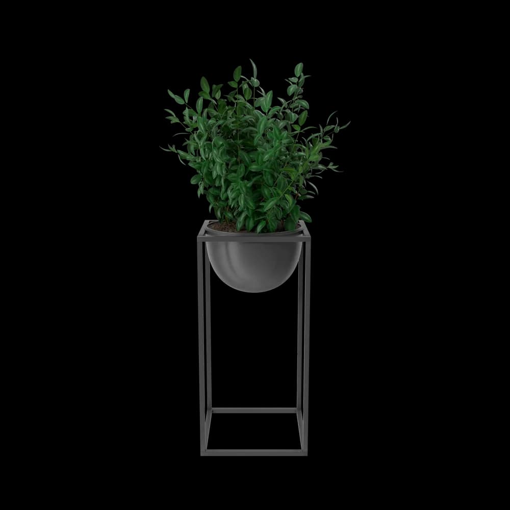 House Showpiece Plant